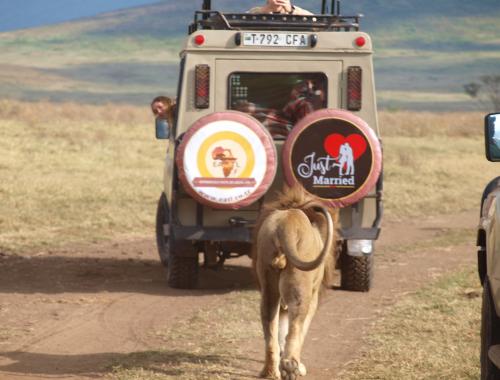 Honeymoon Safari