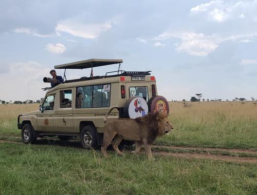 serengeti game viewing