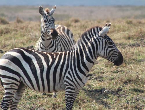 Zebars in the Ngorongoro Crater