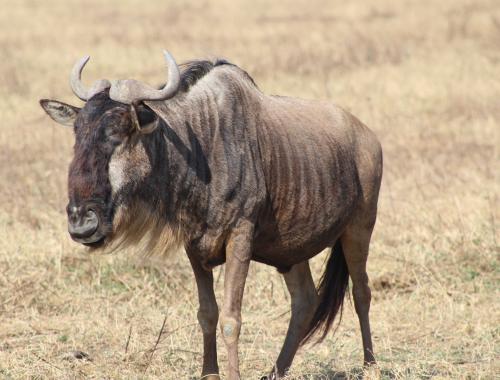 A wildebeet in Serengeti Game Park
