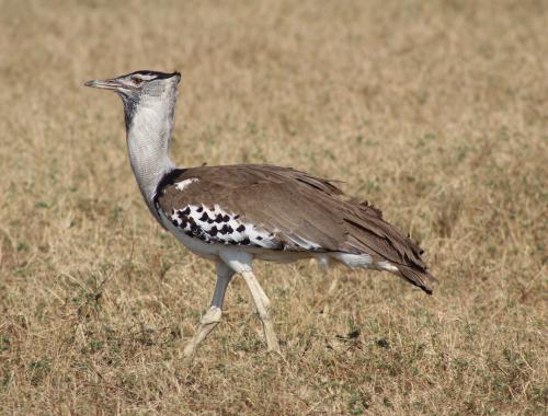 A kori bustard enjoying life in Serengeti Game Park