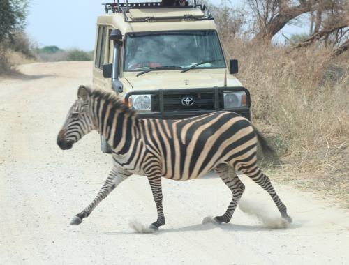 A zebra crossing the road infront of our safari vehicle