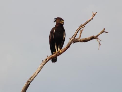 A snake eagle, which you can't miss during a safari