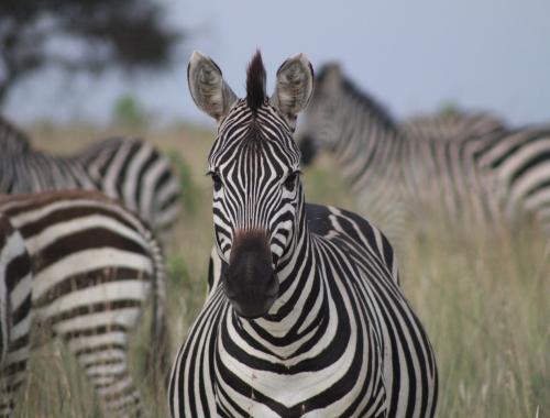 Zebra in Tarangire National Park