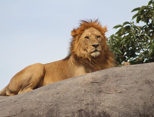 A lion picked himself on the rock in Serengeti