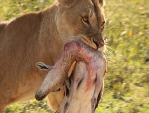 lioness hunted