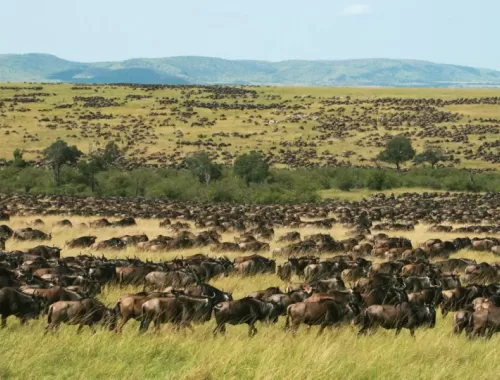 Masai Mara1
