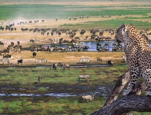 Ngorongoro