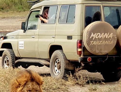 Lion beside moana jeep