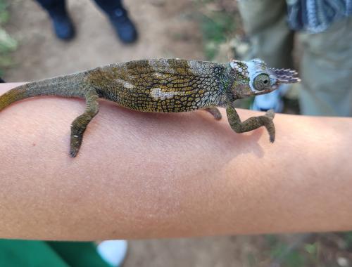 chameleon