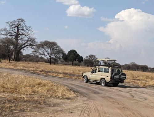safari time