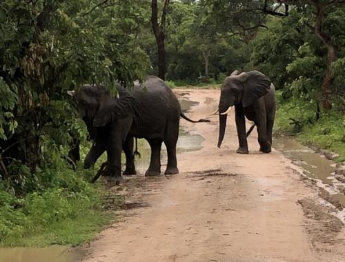Elephant Nyerere National Park