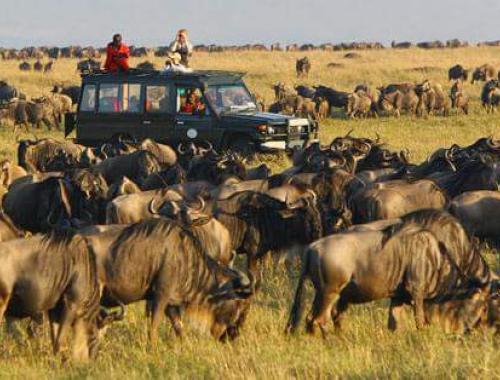 Migration Safari on Serengeti National Park