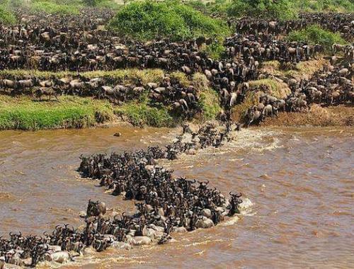 Wildbeest crossing the river