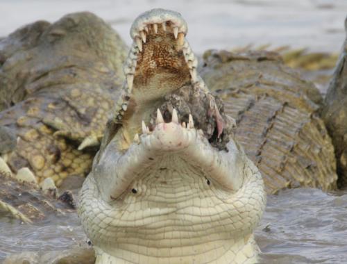 Crocodiles at Rufiji River