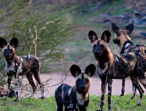 Wild Dogs Nyerere National Park