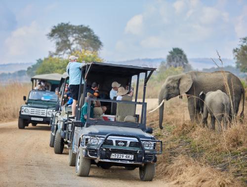 Game Drive in Mikumi National Park