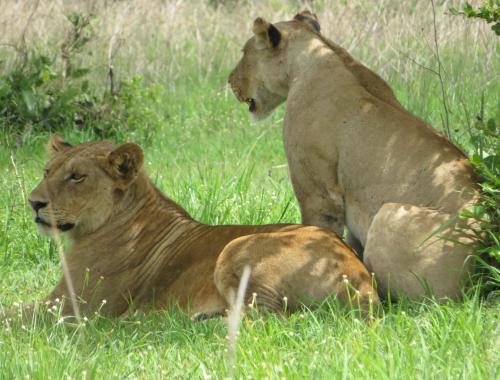 Liones Mikumi National Park