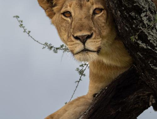 Tanzania Safari Specialist Guide with Travellers at Serengeti National Park