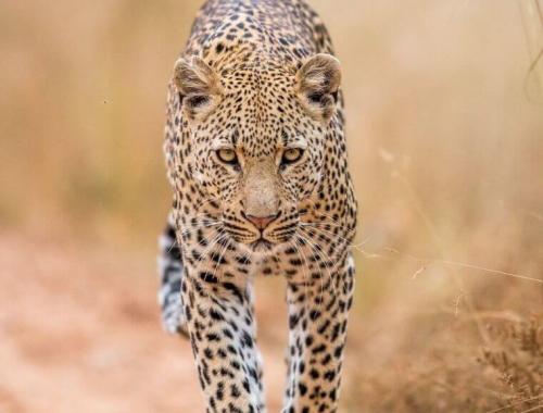 Tanzania Safari Specialist Guide with Travellers at Serengeti National Park