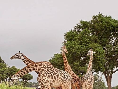 Girrafes on Mikumi National Park
