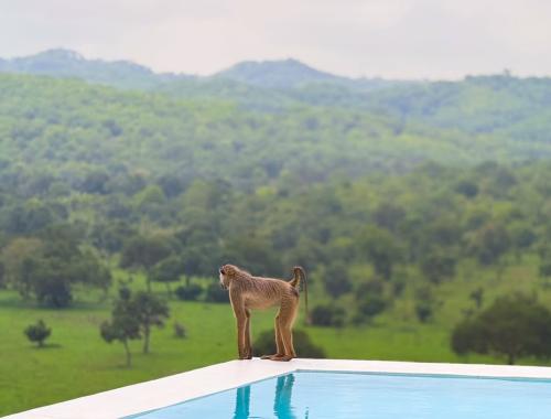 Tanzania Safari Specialist Guide with Travellers at Serengeti National Park