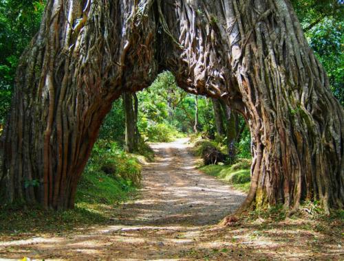 Arusha-national-park