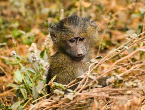 Manyara