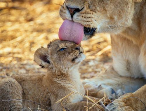 ruaha national park