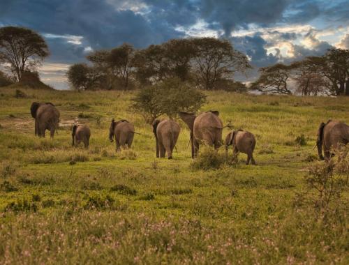 tarangire-tanzania