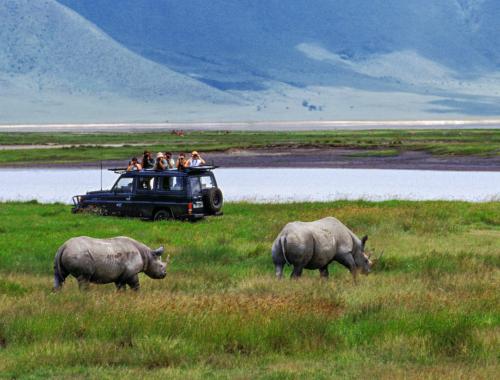 Black rhinos on safari