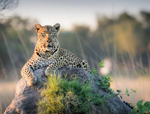 leopard 