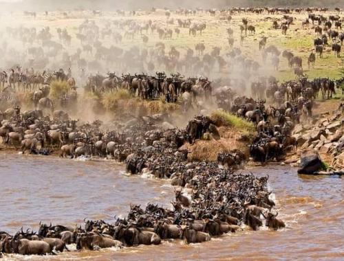 Masai mara,lake nakuru park,lake Amboseli, Samburu park,mt meru park,lake Naivasha, Tsavo West, Tsavo East parks, Aberdares park, Sweetwater's private park etc 