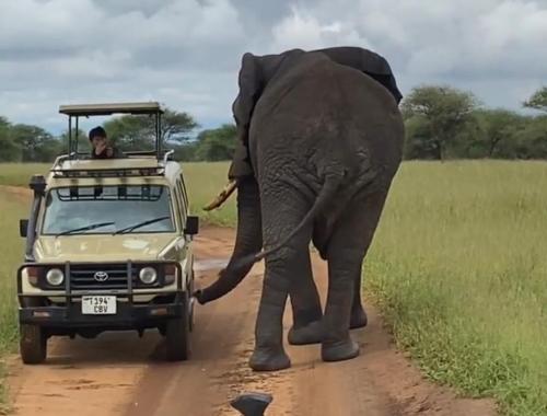 Sound Of Tanzania Explores At Serengeti National Park 