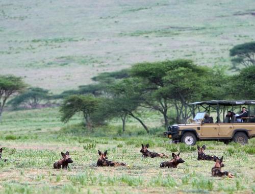 Serengeti Tanzania