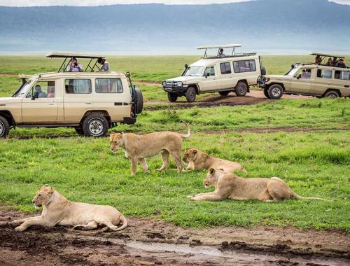 pride of lions in Ngorongoro Crater