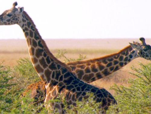 Maasai giraffes of east Africa
