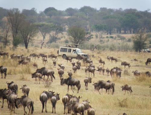 wildebeest migration in Serengeti