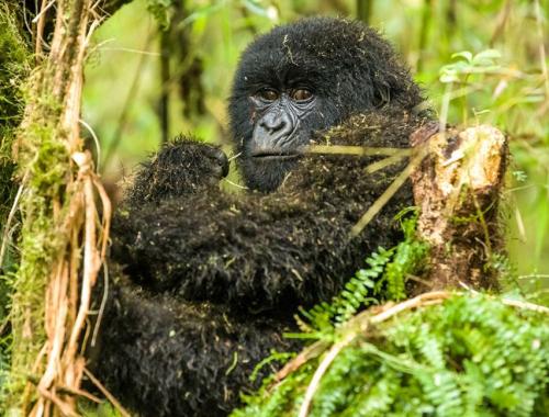 4 Days gorilla trekking 