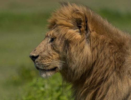 Lion in Serengeti National Park 