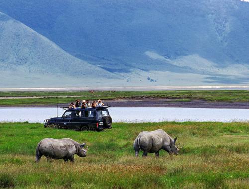 Black rhinos in Ngorongoro crater