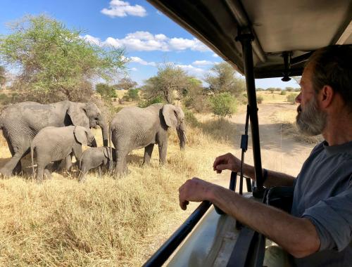Elephants while on Safari