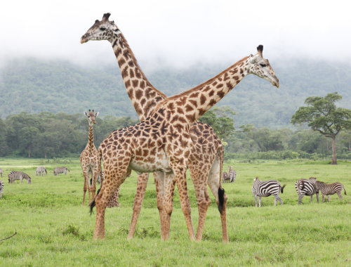 Giraffe