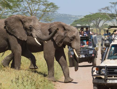 Elephants walking near our safari jeep