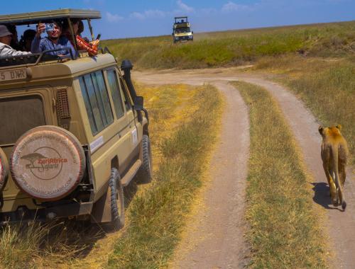 lioness in Serengeti alongside Zuriafrica Safaris jeep