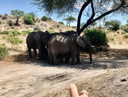 Game drive at Ruaha national park 