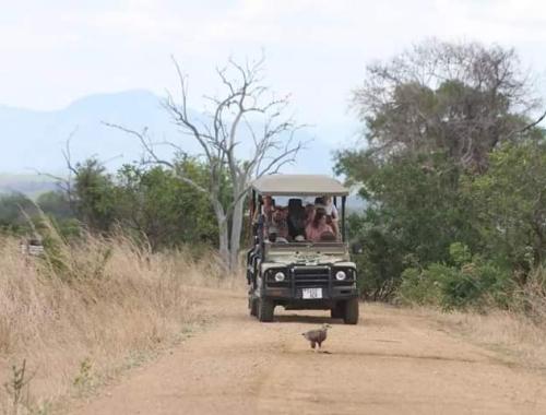 Game drive at Mikumi national park 