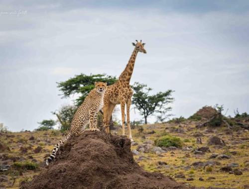 happy time in Serengeti