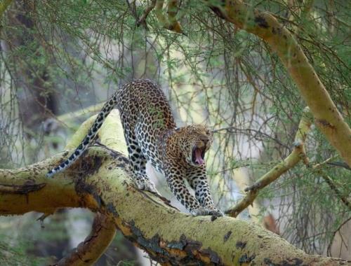 Leopard at Lake Nakuru National park safari