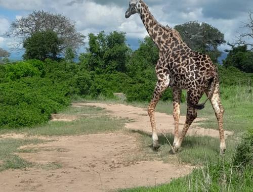 Giraffe during game drive 